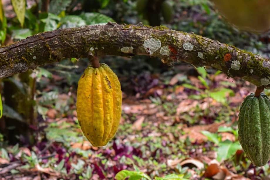 Cacao sembrado por cacaoteros colombianos del municipio de Gigante, en el Huila.