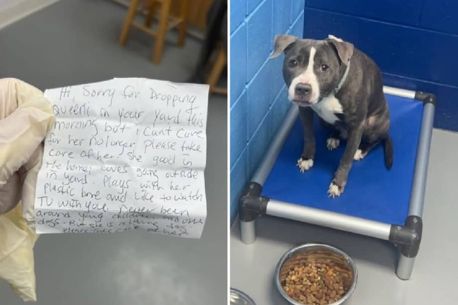 El personal del refugio señaló que cualquier muestra de atención y cariño contribuirá de forma positiva a su bienestar.