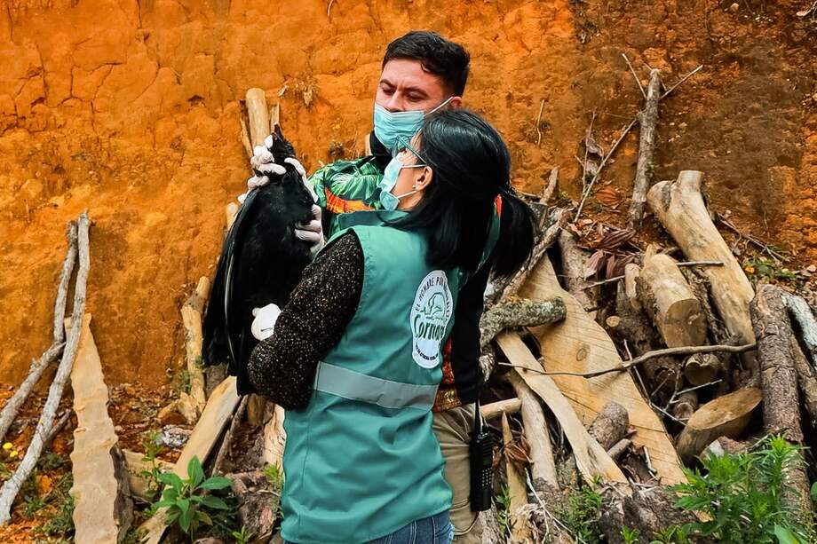 Los gallinazos son conocidos en otras regiones del país como chulos, zopilotes, goleros o chombos.