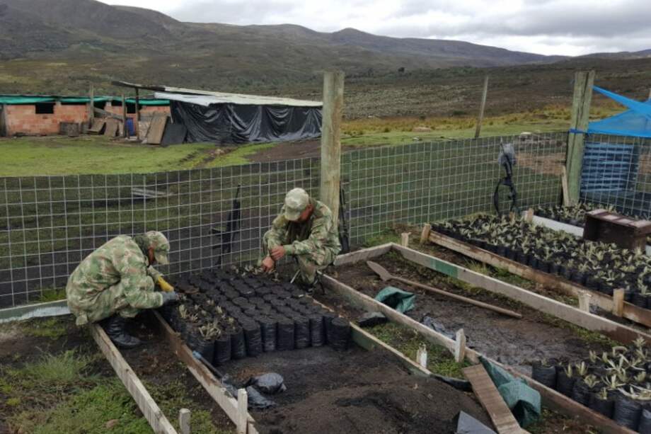 Un frailejón tan solo crece entre 1 y 2,5 centímetros al año. / Ejército Nacional