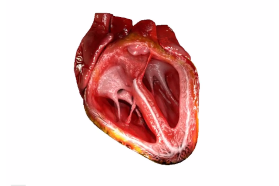 Los genes mismos que ayudan a posicionar el corazón, cuando se reactivan en la vida adulta pueden inducir cáncer y otras enfermedades como la fibrosis. / Agencia Sinc