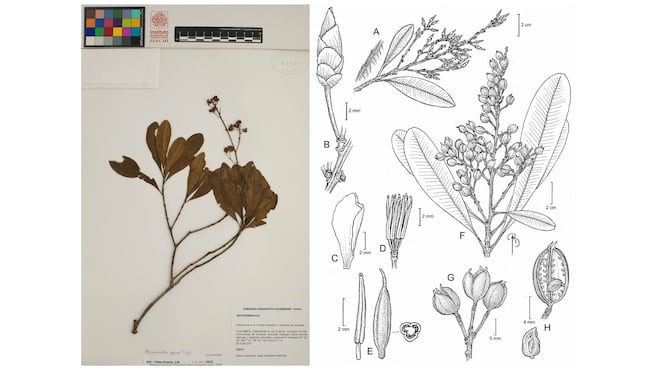 Con especies de la Amazonia, describen un nuevo género de plantas para la ciencia