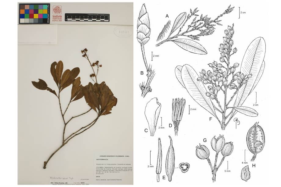 Estas plantas se diferencian porque no tienen una característica particular: dentro de sus flores no se encuentra el estaminodio, que son unos pequeños filamentos.