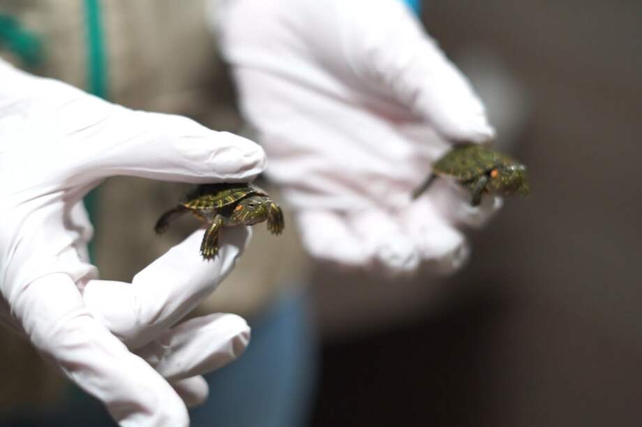 Luego de su rescate, las tortugas estuvieron bajo el cuidado del Centro de Atención y Valoración de la autoridad ambiental.