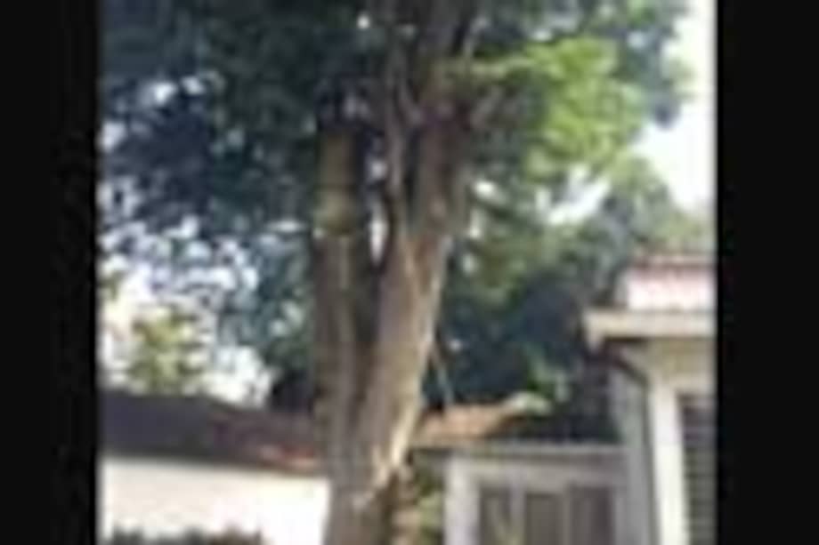 El árbol de la polémica en Medellín.