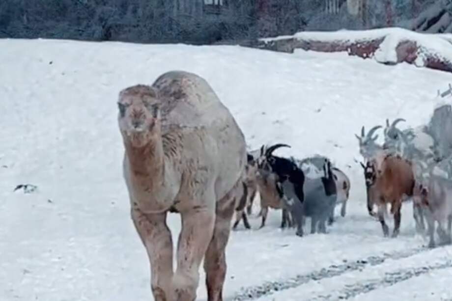 Los camellos han evolucionado para adaptarse a temperaturas extremas en los desiertos.
