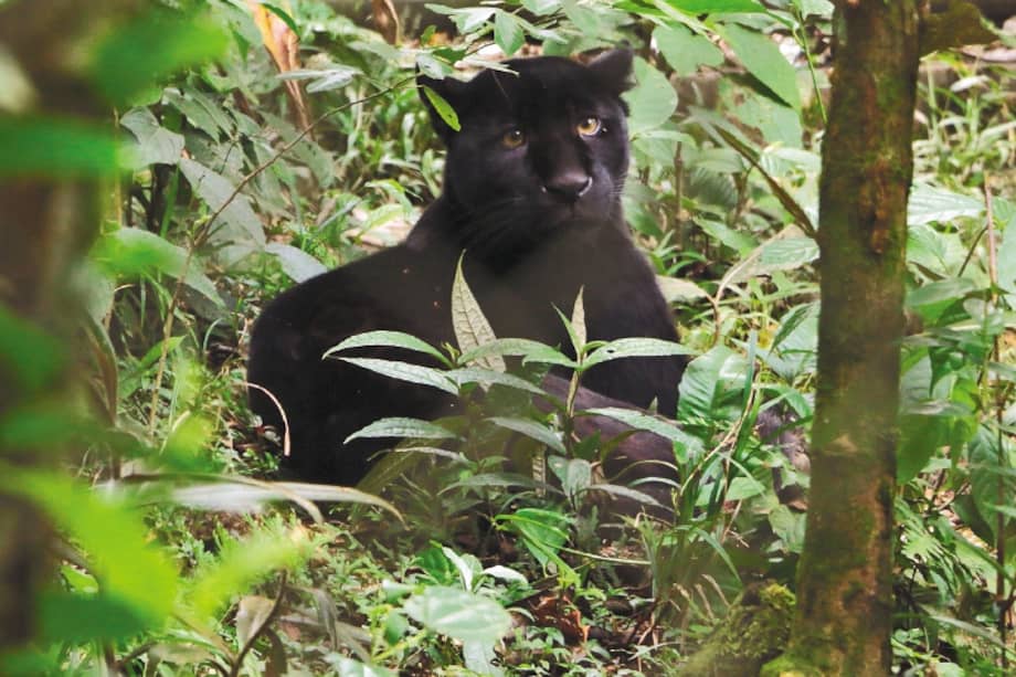 Los animales que llegan al CEA, incluso, son entregados en cajas. / Negocios Verdes -Corpoamazonia