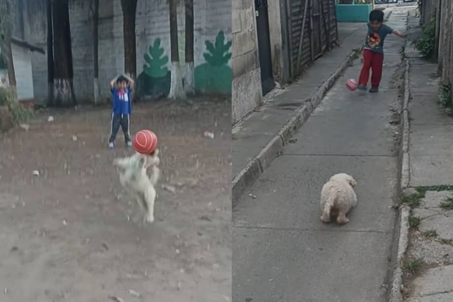 La perrita guatemalteca se volvió viral en TikTok por sus reflejos frente a un arco improvisado.