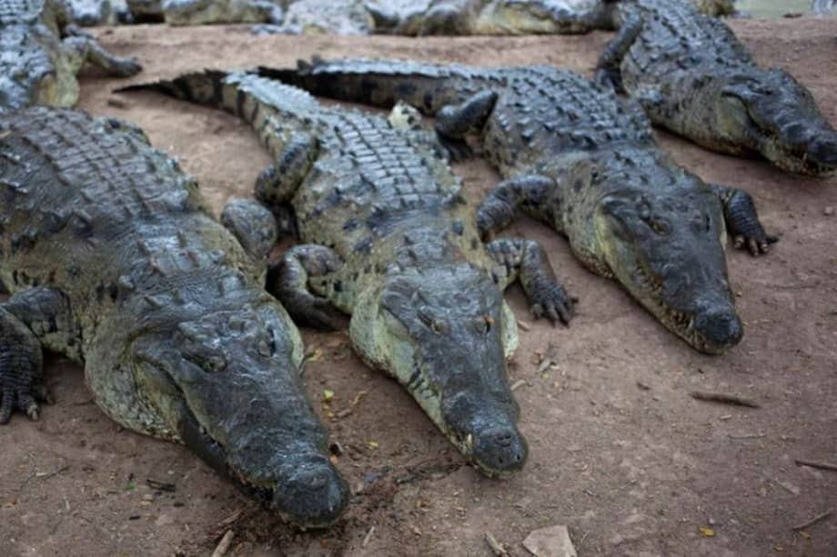 Archivo EFE / Archivo EFE