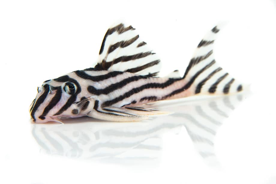 El pleco cebra (Hypancistrus zebra) es una especie del Amazonas que está en peligro crítico de extinción.