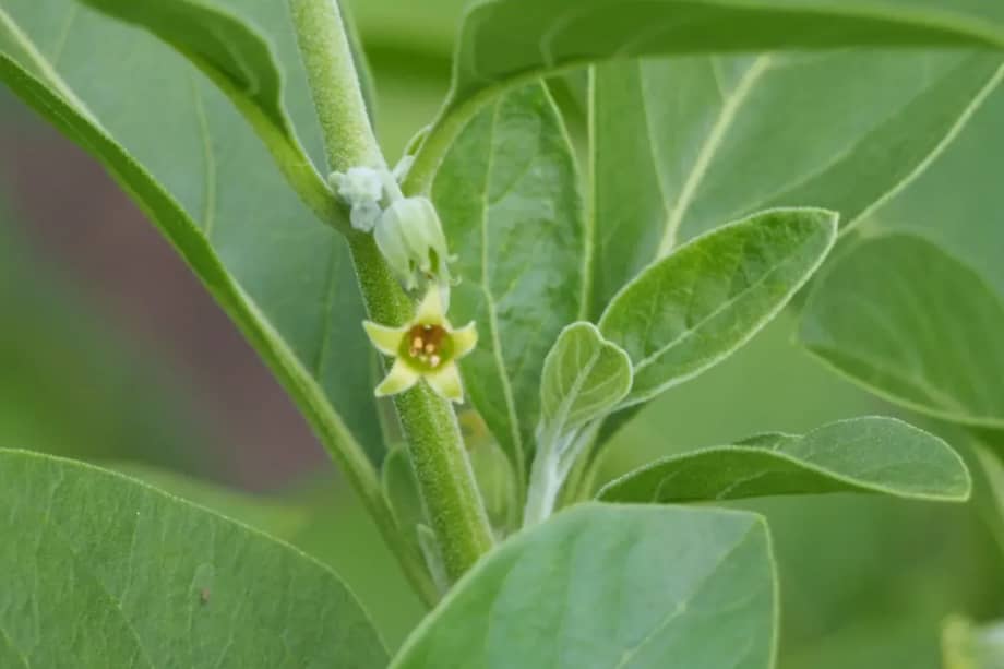 Conocido como ginseng indio.