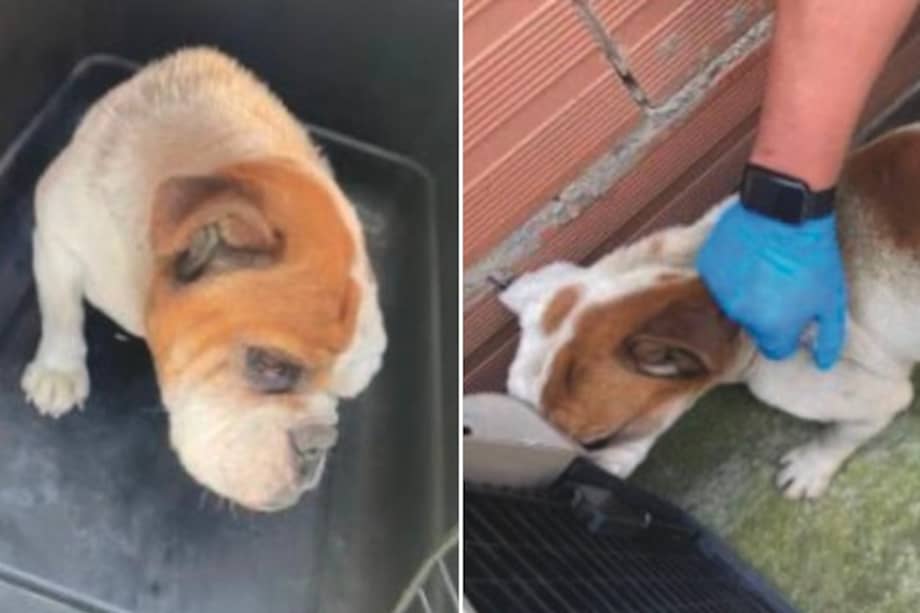 El grupo GELMA de la Fiscalía rescató a un perro que habría sido maltratado por su cuidador.