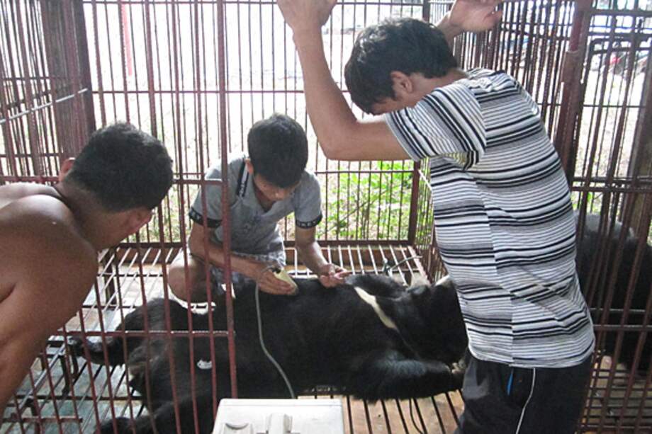 Fin al negocio de la bilis de oso