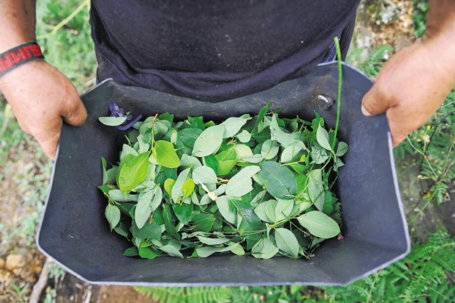 Según la Unodc, Colombia pasó de 96.000 hectáreas de coca en 2015 a 146.000 en 2016. / Fotos: Mauricio Alvarado - El Espectador