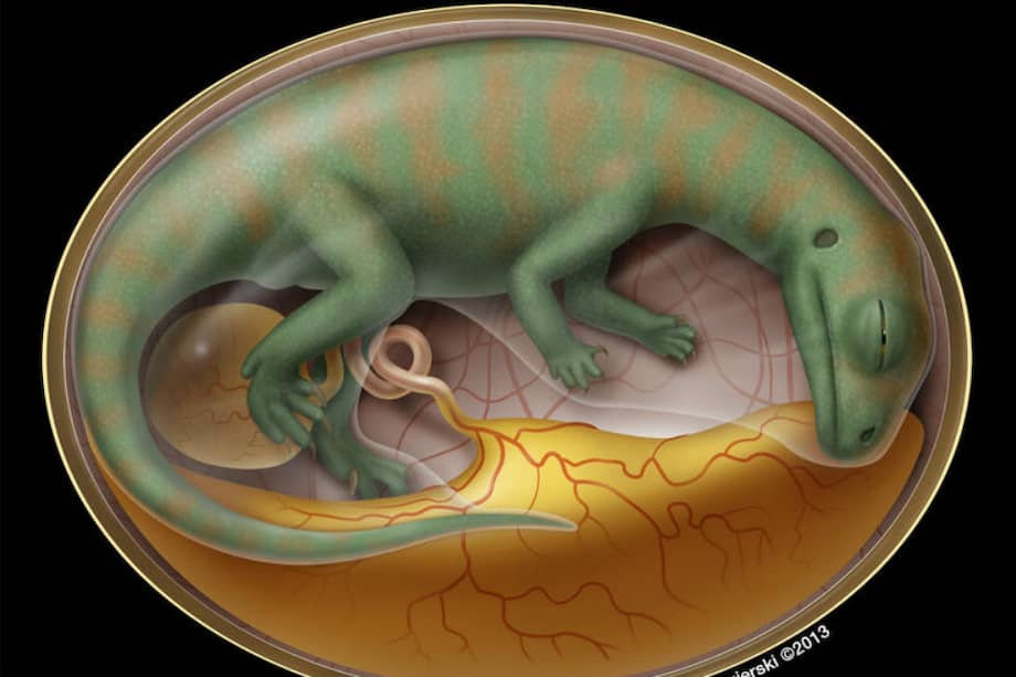 Ilustración de un embrión de dinosaurio dentro del huevo. / D. Mazierski