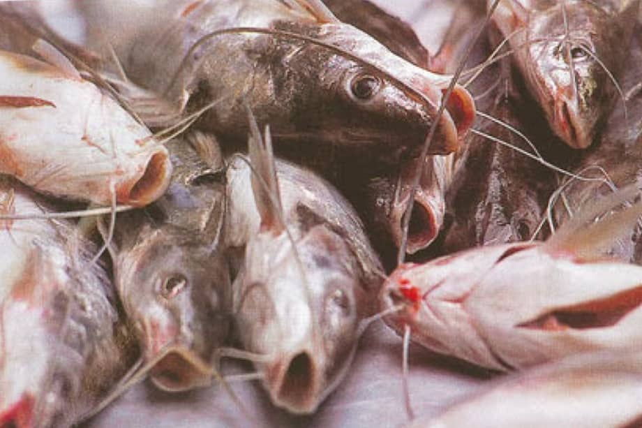 ¡Rampuche! El pescadito afrodisíaco del Zulia