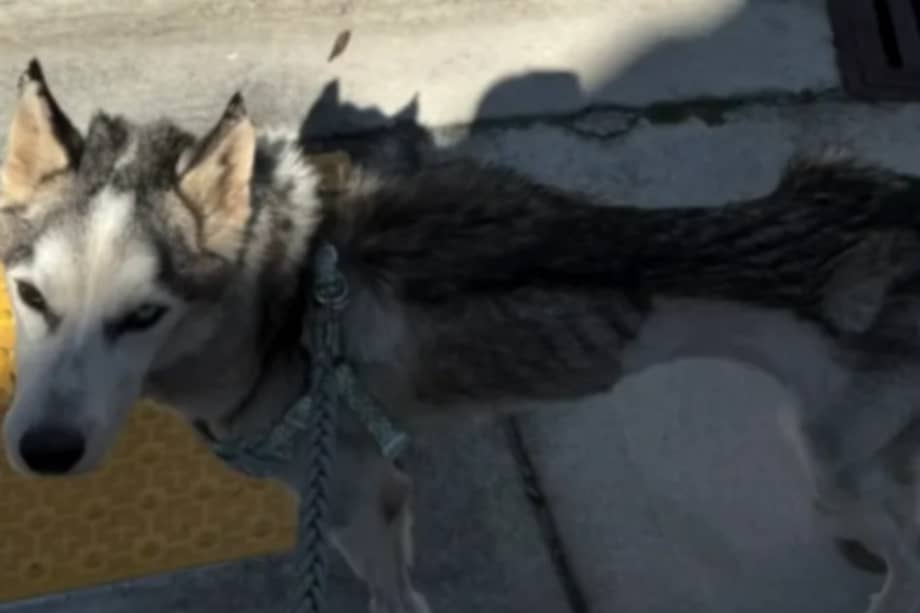 El animal fue sometido a un estricto plan de alimentación baja en grasas y tratamiento con fluidos intravenosos.