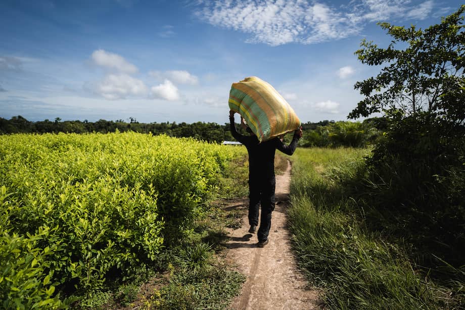 Cultivo de coca en Tibú, Norte de Santander.