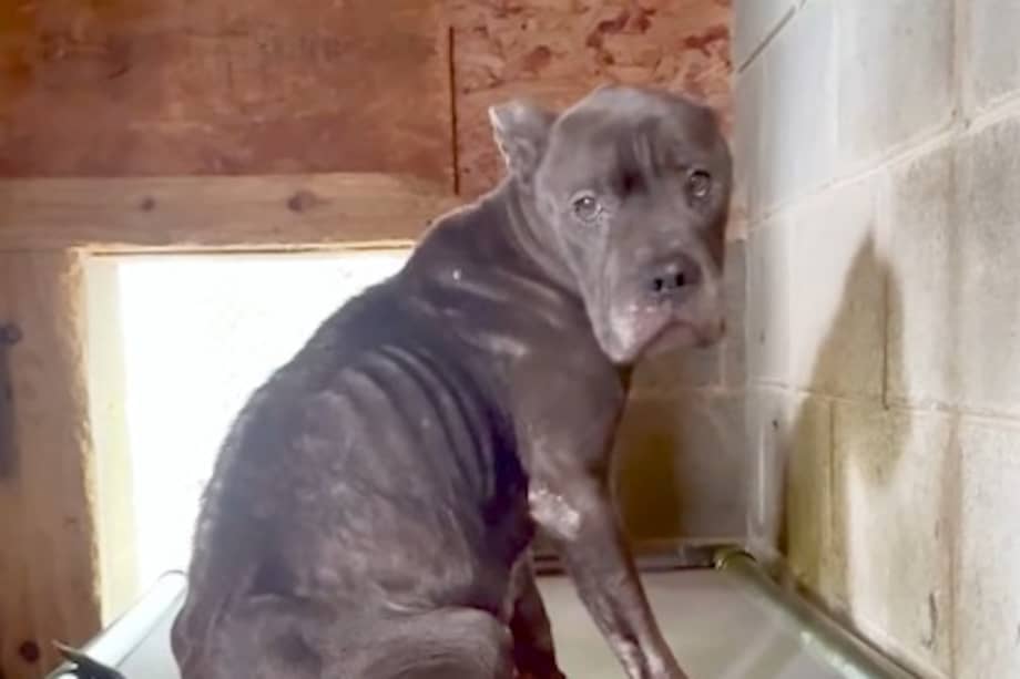 Gracias a la transfusión de un golden retriever, Hope volvió a moverse, jugar y confiar en los humanos.