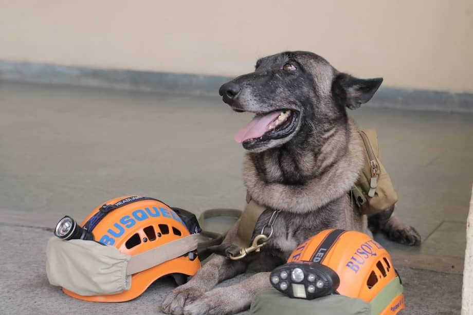 El canino formó parte de la Unidad K9 y se especializó en la búsqueda de personas con vida bajo escombros.