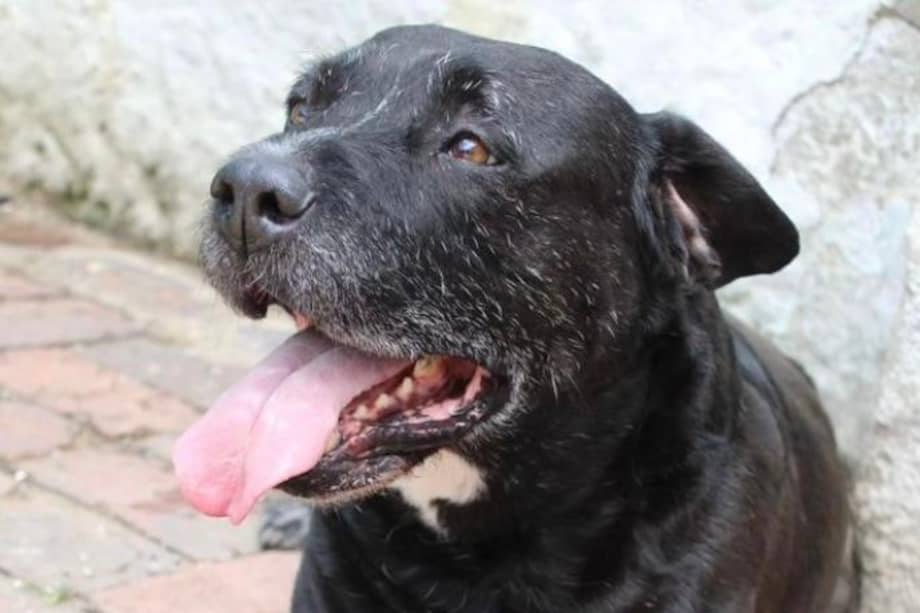 Uno de los perros que busca hogar de paso es Titán, un canino de más de 11 años que lleva mucho tiempo esperando una familia.
