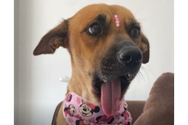 Convocan a marcha para exigir que la perrita mutilada Canela no sea devuelta a sus dueños