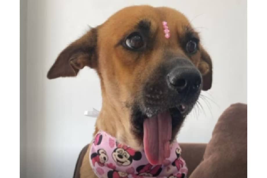 Exigen que la perrita mutilada no vuelva al mismo hogar.