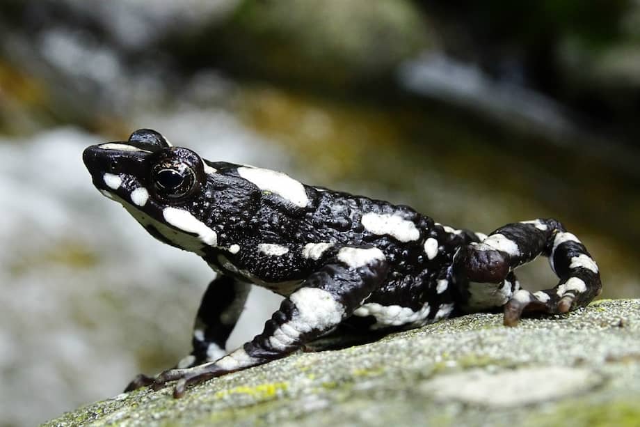 Rana arlequín de la noche estrellada que estaba perdida para la ciencia desde 1994 pero fue redescubierta recientemente.