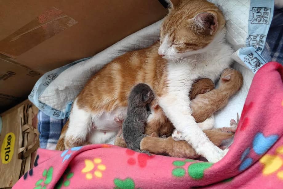 Los veterinarios confirmaron que Nova estaba embarazada de seis crías, las cuales nacieron días después del rescate y evolucionan favorablemente.