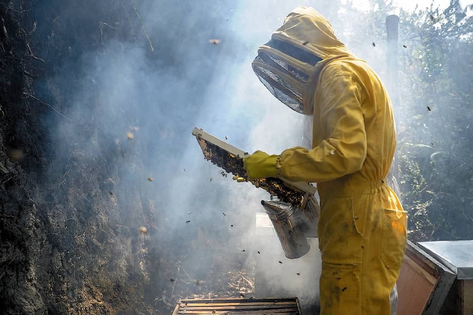 Las abejas reina pueden vivir entre año y medio y cinco años, dependiendo de su genética.