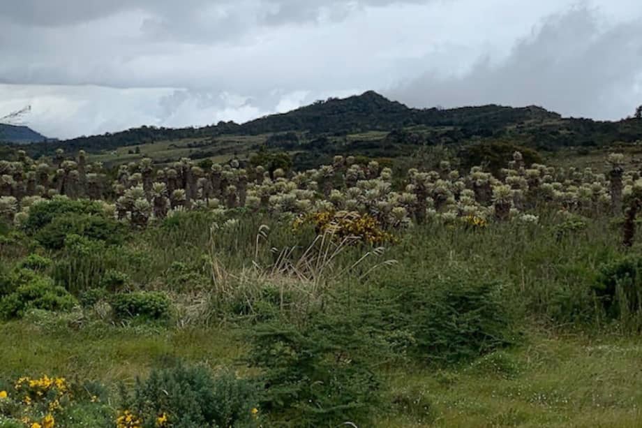 Manglares, frailejones, palmares, pastizales y la vegetación de bosques altos y bajos, son parte de las especies que se encontrarán en el mapa.