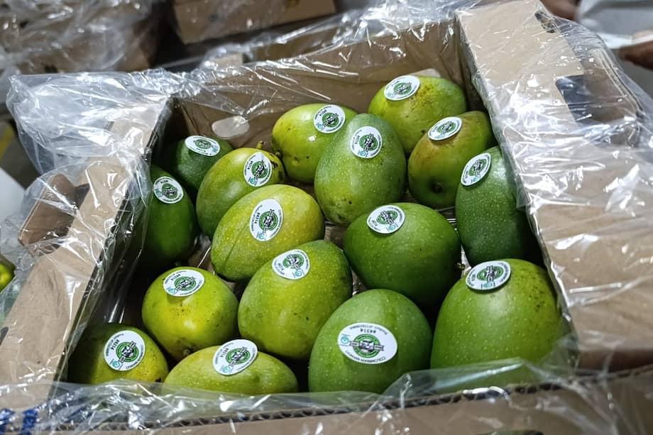 La fruta exportada fue cultivada en los predios Las Margaritas y Mi Cabañita, ubicados en Magdalena.