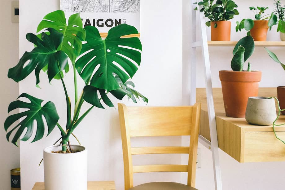 La etiolación ocurre cuando una planta crece en condiciones de poca luz o en completa oscuridad. Como consecuencia, desarrolla tallos largos y delgados mientras busca una fuente de iluminación.