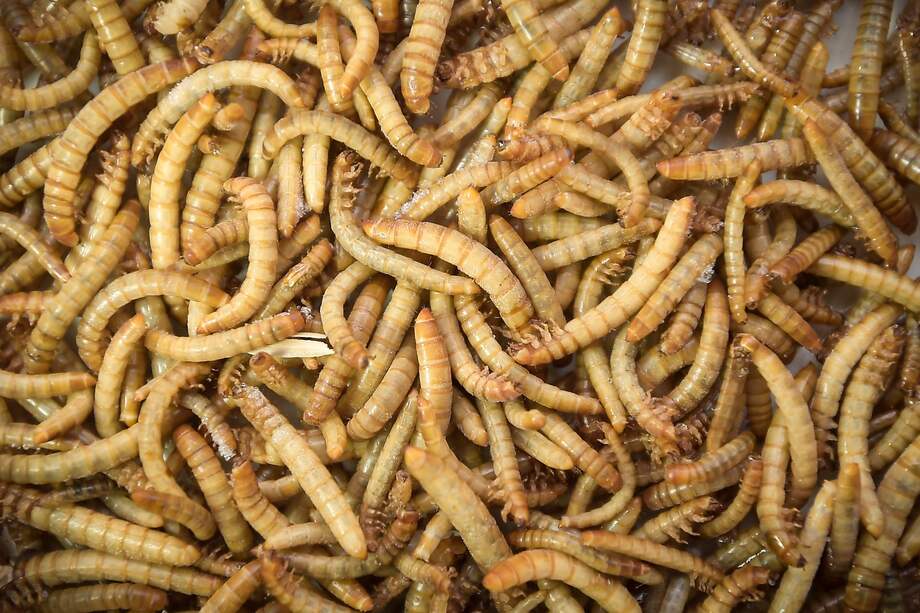 Las larvas de tenebrio molitor son una de las especies con mayor potencial para elaborar alimentos.