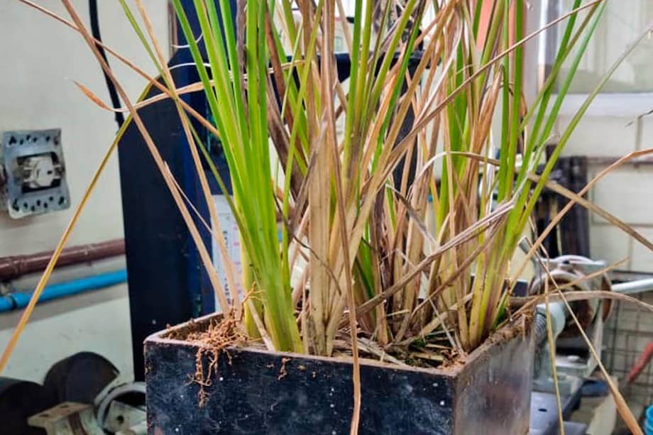 Estas características lo convierten en una herramienta clave para la agricultura regenerativa y la restauración de ecosistemas degradados.