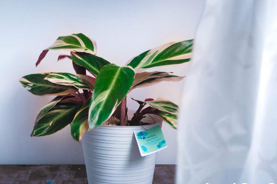 Pago por este pequeño encierro que he construido junto a Quijotea, mi planta, pues ella llegó para quedarse. Cada día le salen más y más hojas, casi que el número de años que tengo, y le canto, aunque no tenga voz. Es a ella a la que miro al despertar y agradezco al descansar.