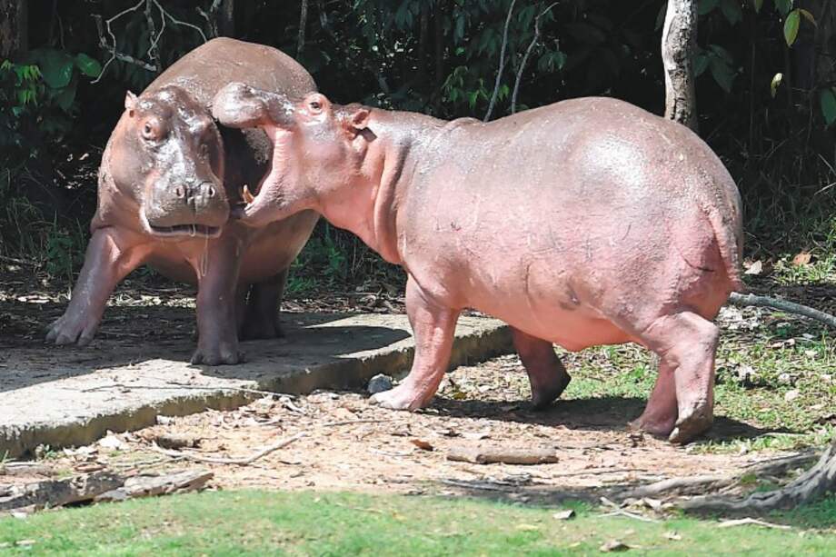 En 1981, Pablo Escobar trajo cuatro hipopótamos a su finca, la hacienda Nápoles, ubicada en Puerto Triunfo. / AFP- Raúl ARBOLEDA