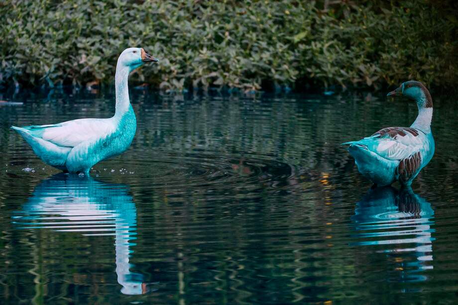 Dos patos manchados con pintura azul este miércoles, en el Lago de las Tulipas del Jardín Botánico en Jundiaí (Brasil). El lago y los animales del Jardín Botánico del municipio de Jundiaí, a 75 kilómetros de la ciudad de São Paulo, están pintados de azul eléctrico desde hace dos días, cuando un camión que transportaba cinco tanques de 1.000 litros de colorante cada uno chocó y derramó todo su contenido. EFE/ Sebastiao Moreira