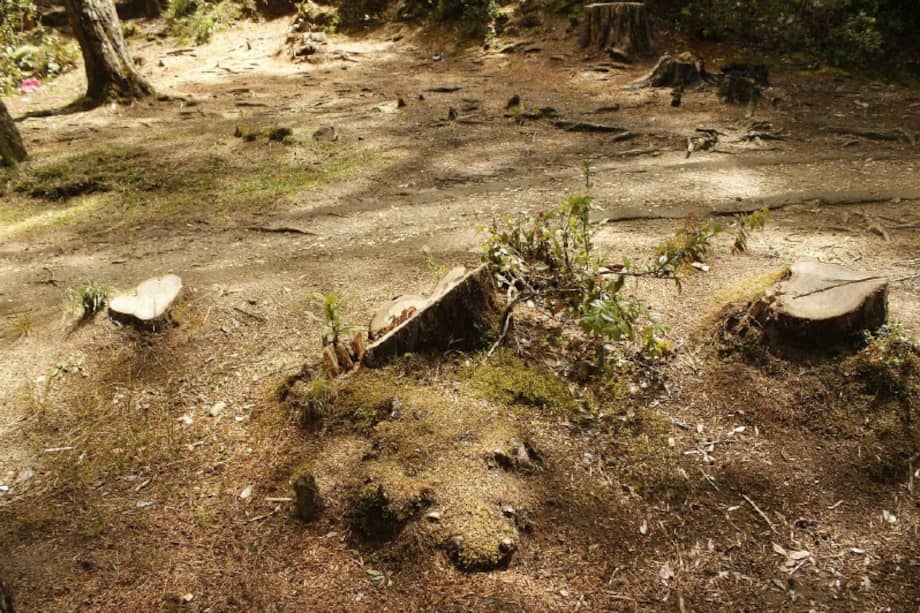 El 87% de la huella forestal del consumidor colombiano tiene que ver con productos alimenticios, sobre todo provenientes de bovinos.