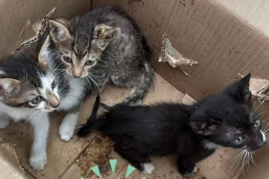 Los tres gatitos fueron encontrados abandonados dentro de una caja en un barrio de Ciénaga, Magdalena.