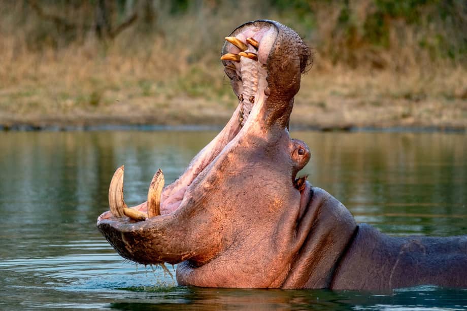 Los hipopótamos pesan entre 2 y 3 toneladas y son muy territoriales.