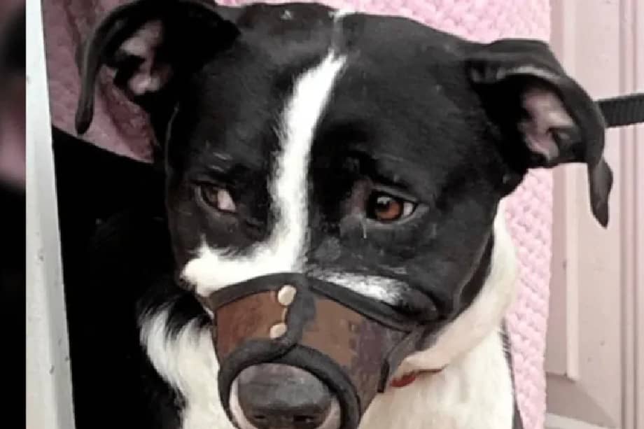 Especialistas recuerdan que mantener a una mascota encerrada o amarrada en áreas reducidas vulnera sus derechos fundamentales y su salud.