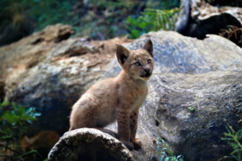 El ejemplar de lince europeo, en el centro de recuperación de animales MónNatura Pirineus
/ Fundació Catalunya la Pedrera