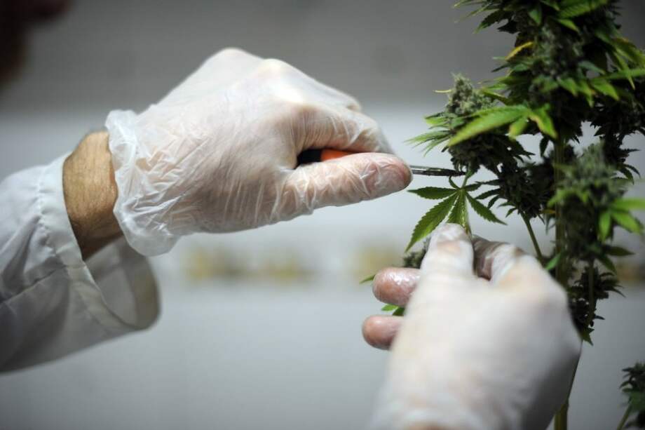 La producción natural y orgánica de marihuana medicinal ya es aprobada en muchos países.