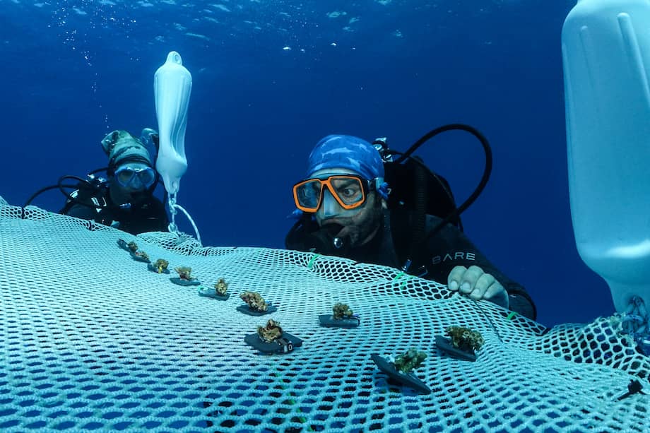 Chipre instala el primer vivero flotante de coral del Mediterráneo.