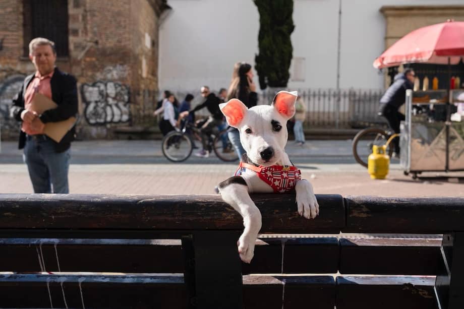 La exposición RecorriDogs rinde homenaje a la lealtad y ternura canina en Casa Atarraya (Chapinero).