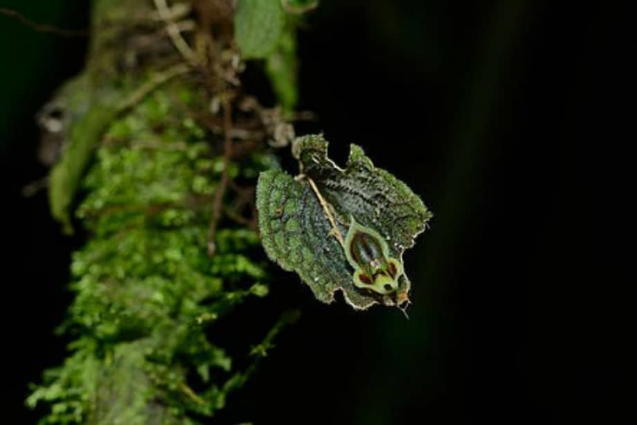¿De qué se mueren las orquídeas, bromelias y helechos?
