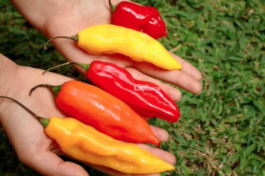 ¿Consumo de ají es directamente proporcional al potencial sexual?