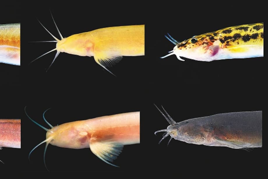 La adaptación de los peces a entornos hostiles, como las cuevas, genera una pérdida de pigmentación en la piel y carencia de ojos. / Foto: Felipe Villegas - Instituto Humboldt