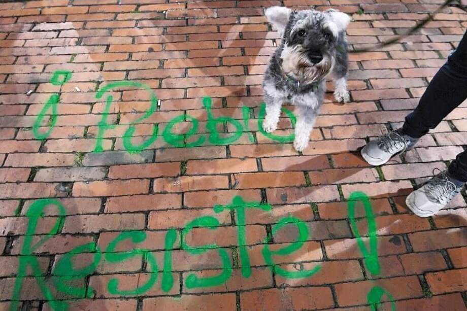 Según expertos, los animales domésticos se ven afectados en las marchas. / Mauricio Alvarado